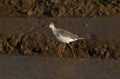 A stunning Spotted Redshank Tringa erythropus hunting for food in a sea estuary.