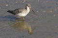 A stunning Spotted Redshank Tringa erythropus searching for food in a sea estuary.