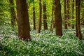 Stunning spring beech forest scene with loads of flowering ramsons - wild garlic Royalty Free Stock Photo