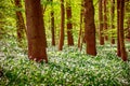 Stunning spring beech forest scene with loads of flowering ramsons - wild garlic Royalty Free Stock Photo