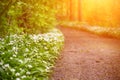 Stunning spring beech forest scene with loads of flowering ramsons - wild garlic Royalty Free Stock Photo