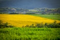 A Stunning Spring Bloom Amidst Fields of Yellow Rapeseed and Green Wheat