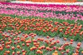 Stunning spring colors. Best Places to See Tulips in Netherlands. Tulip fields colourfully burst into full bloom Royalty Free Stock Photo