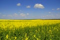 Endless blooming Canola fields against blue sky Royalty Free Stock Photo