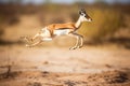 Stunning Springbok jumping in the african savannah. Amazing wild life. Generative Ai