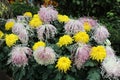 Stunning standout display of sheepdog white and yellow Dahlias