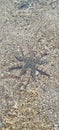 Stunning Star Fish that you can find on sekotong beach Lombok west nusa tenggara indoneaia