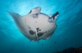 A stunning stingray in the Maldives, as if underwater