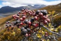 The Majestic Calafate: Berries of Patagonia\'s Andes