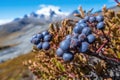 The Majestic Calafate: Berries of Patagonia\'s Andes