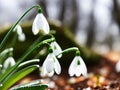 Experience the magic of Spring: enchanting snowdrop flowers in the forest Royalty Free Stock Photo