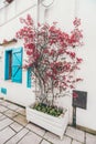 Pink Flower Arrangement in White Pot Next to Blue Window Shutter Royalty Free Stock Photo