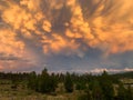 Stunning Stormy Clouds Reflecting the Sunset With Pine Trees and Wildflowers