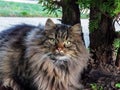 Stunning stripey and very furry cat Staring with green eyes intensely into the camera