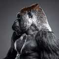 Majestic Silverback Gorilla Portrait on Gray Royalty Free Stock Photo