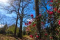 A stunning summer landscape in the garden with lush green trees, plants and grass and pink flowers and blue sky Royalty Free Stock Photo