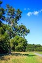 Stunning summer landscape with a lone pine tree by a gravel trail through the green field towards a native forest. New Royalty Free Stock Photo