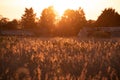 Stunning Summer vibes landscape of sunset over reed beds in Somerset Levels wetlands with pollen and insects in the air backlit Royalty Free Stock Photo