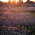 Stunning Summer vibes landscape of sunset over reed beds in Somerset Levels wetlands with pollen and insects in the air backlit Royalty Free Stock Photo