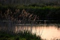 Stunning Summer vibes landscape of sunset over reed beds in Somerset Levels wetlands with pollen and insects in the air backlit Royalty Free Stock Photo