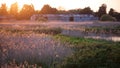 Stunning Summer vibes landscape of sunset over reed beds in Somerset Levels wetlands with pollen and insects in the air backlit Royalty Free Stock Photo