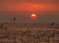 Stunning sunrise on gradation of red color sky with many flying seagulls