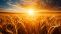 stunning sunrise over serene countryside with vibrant wheat fields and clear blue sky Royalty Free Stock Photo