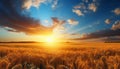 Stunning sunrise over serene countryside with vibrant wheat fields and clear blue sky