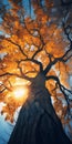 Autumn Tree Photography: Stunning Uhd Image Of Tall Tree And Sun