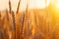 Stunning Sunset Backdrop For Golden Wheat Ears In Closeup Royalty Free Stock Photo