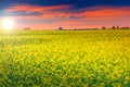 Stunning sunset and canola field,Transylvania,Romania,Europe