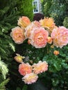 Stunning Sunset Dream two-tone Roses in full bloom in an English country garden
