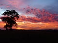 A stunning sunset in a field near Bathurst, Australia