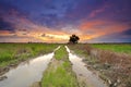 Stunning sunset at the harvested paddy field