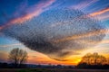 Stunning sunset, murmuration of birds, rural landscape Royalty Free Stock Photo