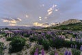 Stunning sunset at Omarama Clay Cliffs with field full of lupin flowers. New Zealand Royalty Free Stock Photo