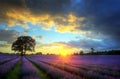 Stunning sunset over lavender fields Royalty Free Stock Photo