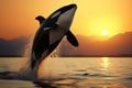 Stunning Sunset Shot Of Killer Whale Breaching The Water Royalty Free Stock Photo