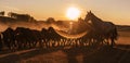 Stunning sunset silhouettes a herd of horses in a dusty field.