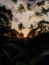 Stunning sunset through tea plantation in Sri Lanka Royalty Free Stock Photo