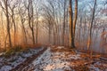 Stunning sunset in a winter, foggy forest. The beginning of winter, snow next to bright, fallen leaves. The setting sun Royalty Free Stock Photo