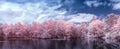 Stunning surreal false color infra red Summer landscape of lake and woodland in English countryside