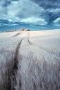 Stunning surreal false color infrared Summer landscape over agri Royalty Free Stock Photo