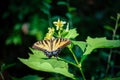 Stunning Swallowtail butterfly shows vibrant wings whil;e perched on plant