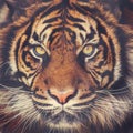 Stunning Tiger Face