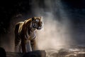 Stunning tiger in a river under a beam of light at sunrise. Amazing wild life. Generative Ai