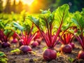 Stunning TiltShift Beetroot Farm CloseUps Vibrant Macro Photography Showcases Organic Detail