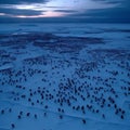 Adelie Penguins Huddle on Snowy Beach at Blue Hour