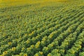 Stunning top view of endless sunflower field seen from aerial perspective. Beauty in nature. Sunflower oil concept.