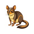Stunning Tree Shrew Illustration for Displays Royalty Free Stock Photo
